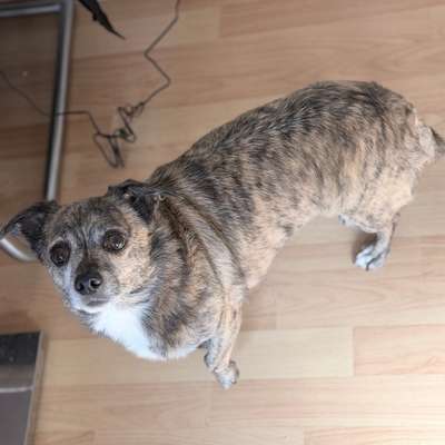Hundetreffen-Hundetreff-Bild