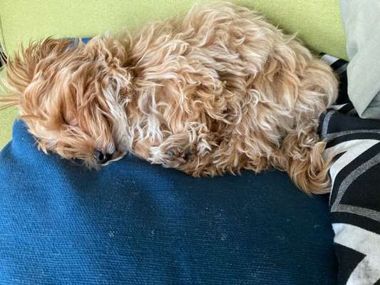 Maltipoo-Freunde hier?-Beitrag-Bild