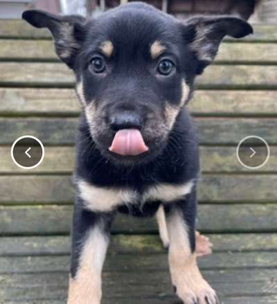 Alles rund um den Schäferhund, diskutieren erwünscht.-Beitrag-Bild