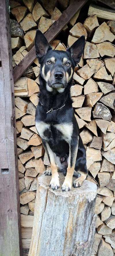 Hundeangriff, groß gegen klein-Beitrag-Bild