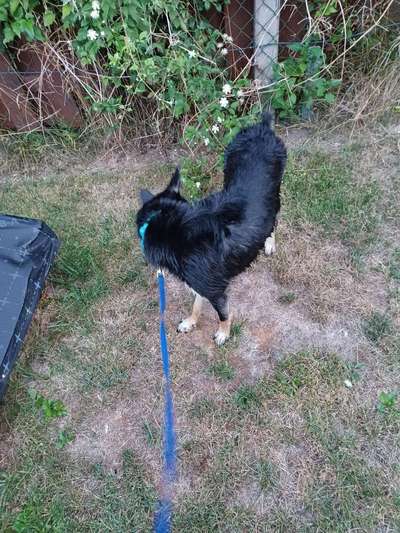 Alles rund um den Schäferhund, diskutieren erwünscht.-Beitrag-Bild