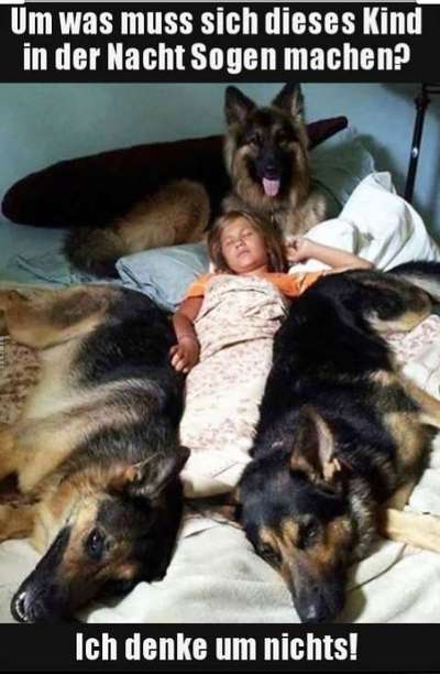 Hunde Memes-Beitrag-Bild