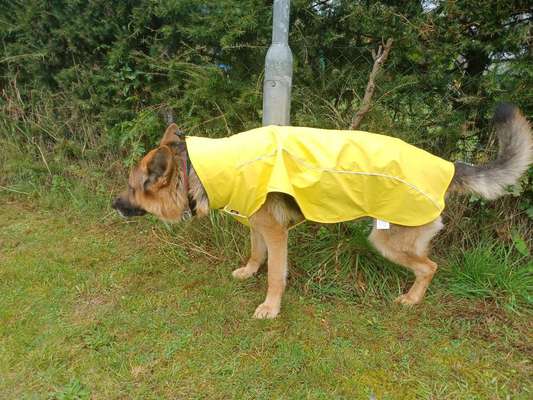 Alles rund um den Schäferhund, diskutieren erwünscht.-Beitrag-Bild
