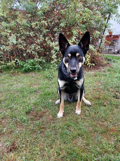 Alles rund um den Schäferhund, diskutieren erwünscht.-Beitrag-Bild