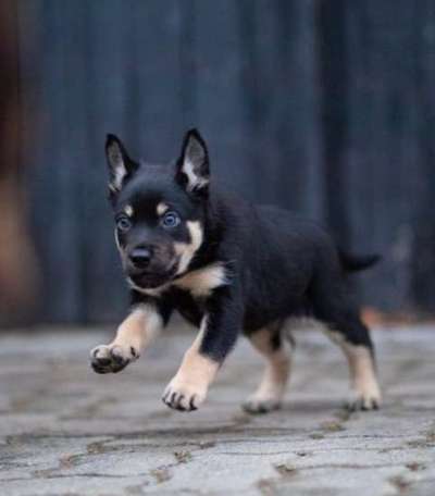 Das erste Bild eures Hundes-Beitrag-Bild