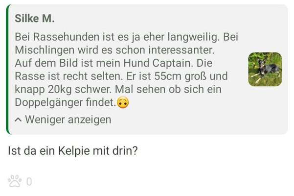 Alles rund um den Schäferhund, diskutieren erwünscht.-Beitrag-Bild