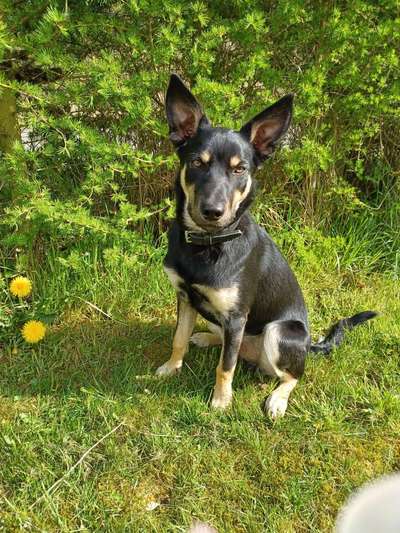 grumpy dog 😅-Beitrag-Bild