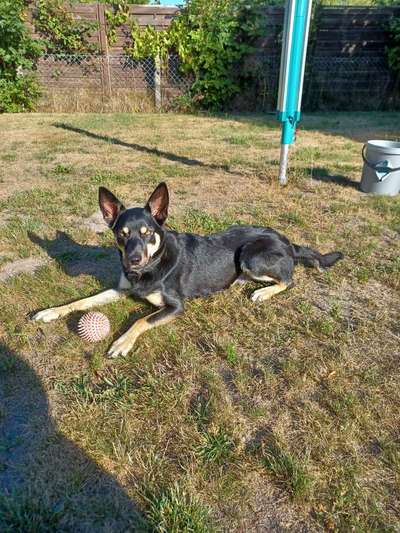 Alles rund um den Schäferhund, diskutieren erwünscht.-Beitrag-Bild