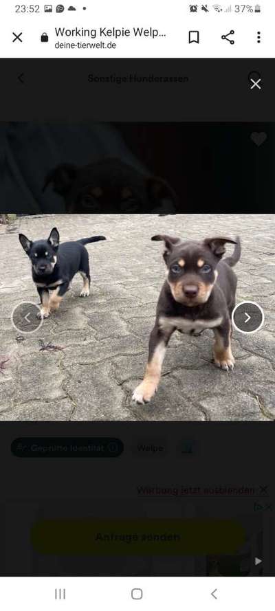 Alles rund um den Schäferhund, diskutieren erwünscht.-Beitrag-Bild