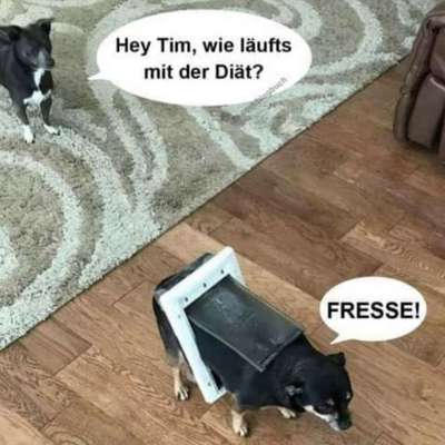 Hunde Memes-Beitrag-Bild