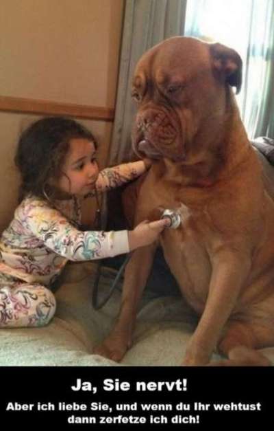 Hunde Memes-Beitrag-Bild