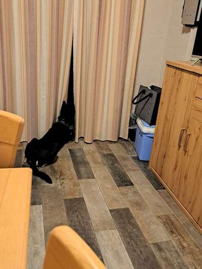 Weihnachten ohne Hund?-Beitrag-Bild