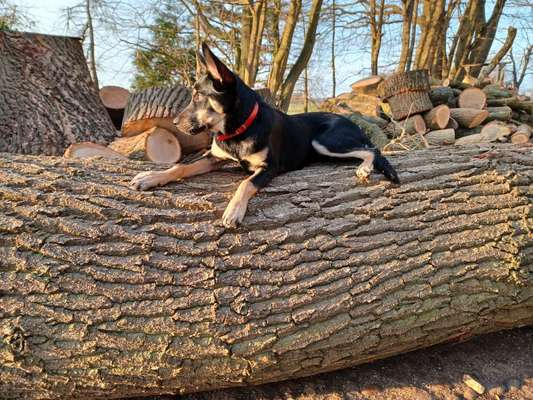 Alles rund um den Schäferhund, diskutieren erwünscht.-Beitrag-Bild