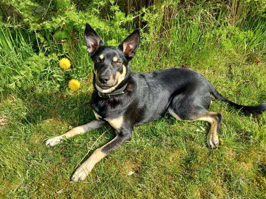 Schäferhund-Fans?-Beitrag-Bild