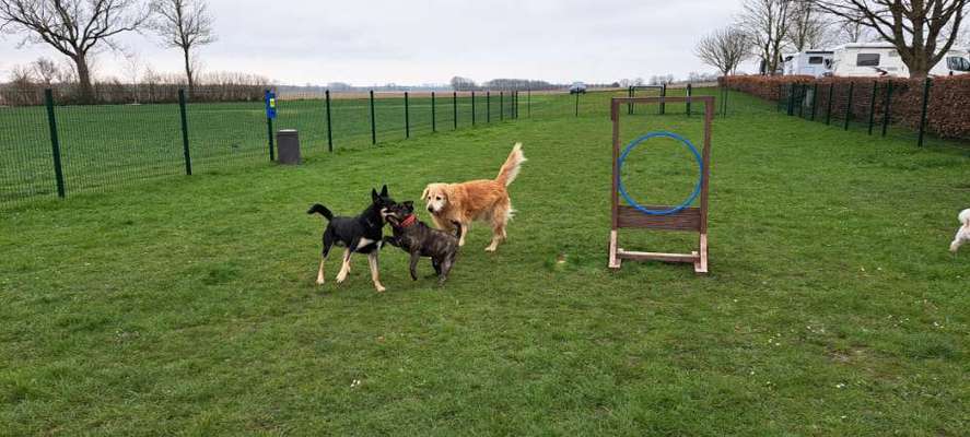 Hundeangriff, groß gegen klein-Beitrag-Bild