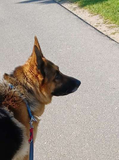 Alles rund um den Schäferhund, diskutieren erwünscht.-Beitrag-Bild