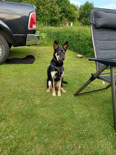 Das erste Bild eures Hundes-Beitrag-Bild