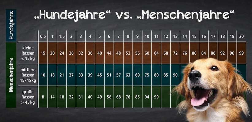 Alles rund um den Schäferhund, diskutieren erwünscht.-Beitrag-Bild