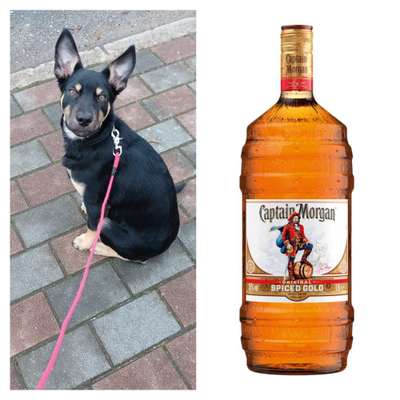 Wie heißt dein Hund?-Beitrag-Bild