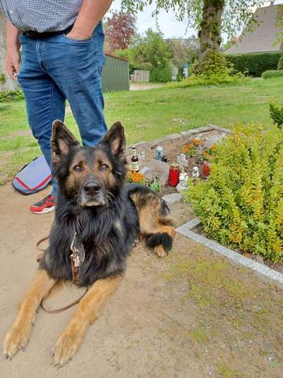 Alles rund um den Schäferhund, diskutieren erwünscht.-Beitrag-Bild