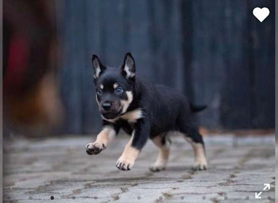Alles rund um den Schäferhund, diskutieren erwünscht.-Beitrag-Bild