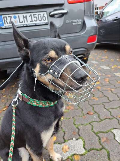 Wie sitzt mein Maulkorb / Maulkorb-Beratung-Beitrag-Bild