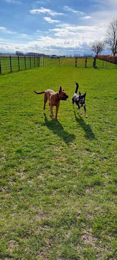 Kleinkind im Hundefreilauf-Beitrag-Bild