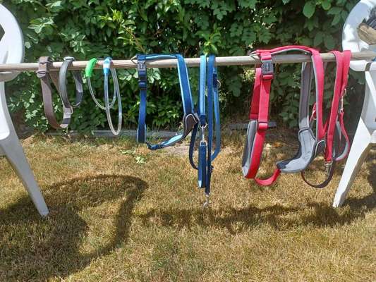 Alles rund um den Schäferhund, diskutieren erwünscht.-Beitrag-Bild