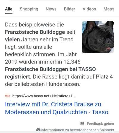 Brachycephale Hunderassen-Beitrag-Bild