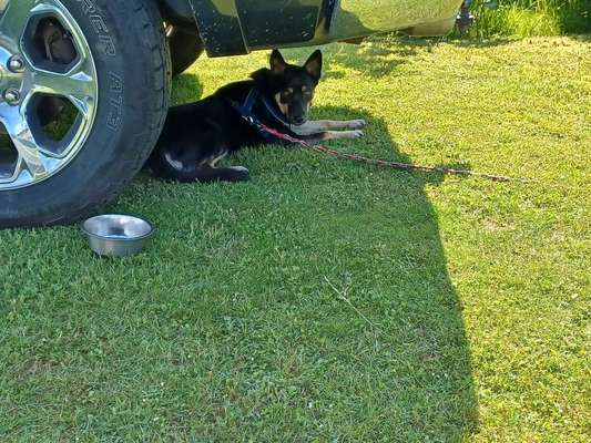 Alles rund um den Schäferhund, diskutieren erwünscht.-Beitrag-Bild