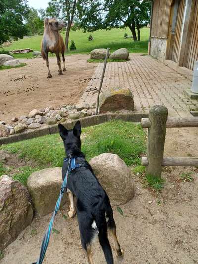 Alles rund um den Schäferhund, diskutieren erwünscht.-Beitrag-Bild