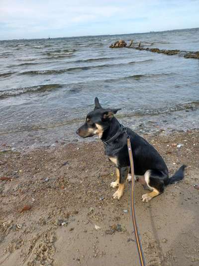 Alles rund um den Schäferhund, diskutieren erwünscht.-Beitrag-Bild