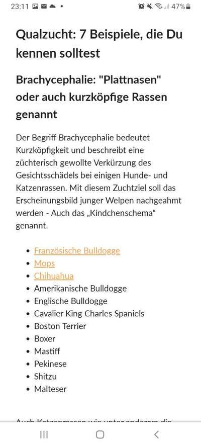 Brachycephale Hunderassen-Beitrag-Bild