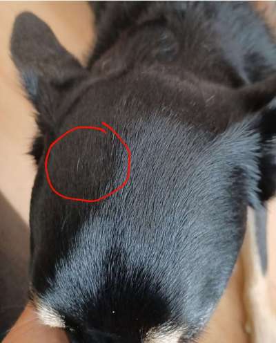 Alles rund um den Schäferhund, diskutieren erwünscht.-Beitrag-Bild