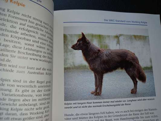 Brachycephale Hunderassen-Beitrag-Bild