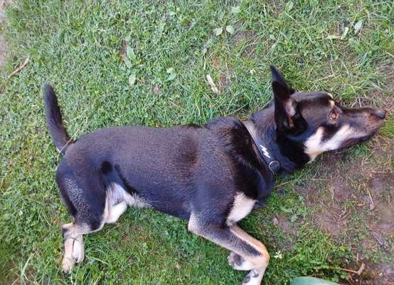 Alles rund um den Schäferhund, diskutieren erwünscht.-Beitrag-Bild