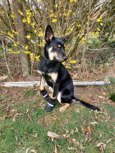 Alles rund um den Schäferhund, diskutieren erwünscht.-Beitrag-Bild