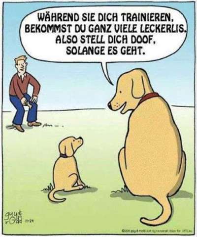 Hunde Memes-Beitrag-Bild