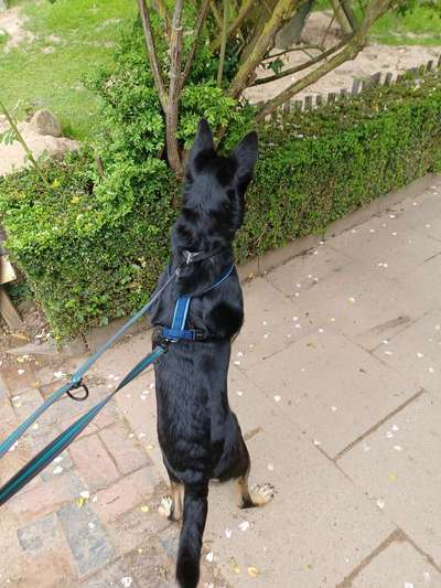 Alles rund um den Schäferhund, diskutieren erwünscht.-Beitrag-Bild