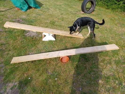 Alles rund um den Schäferhund, diskutieren erwünscht.-Beitrag-Bild