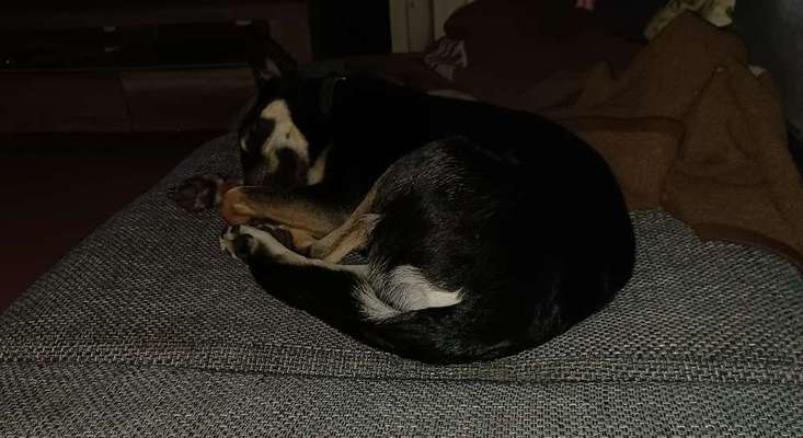 Alles rund um den Schäferhund, diskutieren erwünscht.-Beitrag-Bild