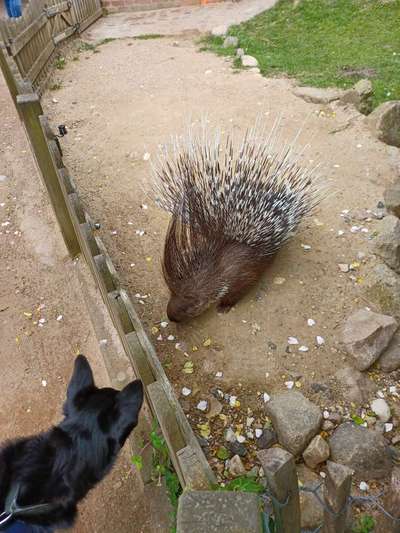 Alles rund um den Schäferhund, diskutieren erwünscht.-Beitrag-Bild