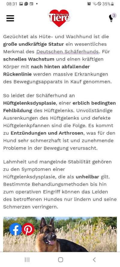 Alles rund um den Schäferhund, diskutieren erwünscht.-Beitrag-Bild