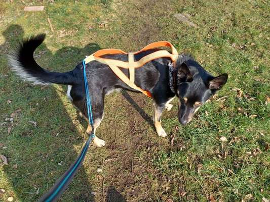 Dogs-guard ECHTE Erfahrungsberichte  gesucht....!-Beitrag-Bild