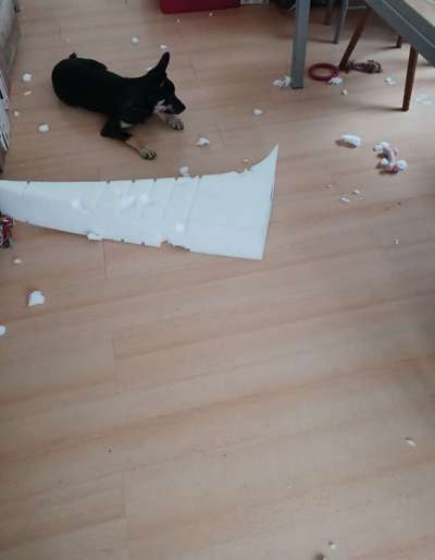 Alles rund um den Schäferhund, diskutieren erwünscht.-Beitrag-Bild