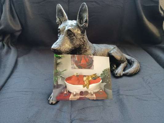 Alles rund um den Schäferhund, diskutieren erwünscht.-Beitrag-Bild