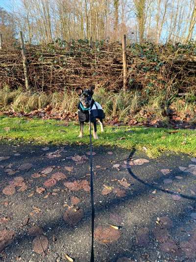 Alles rund um den Schäferhund, diskutieren erwünscht.-Beitrag-Bild