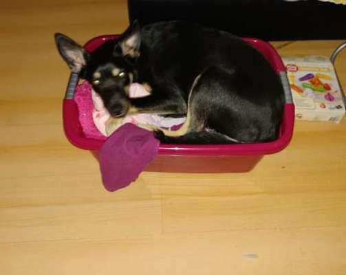 Alles rund um den Schäferhund, diskutieren erwünscht.-Beitrag-Bild