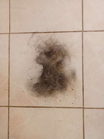 Alles rund um den Schäferhund, diskutieren erwünscht.-Beitrag-Bild