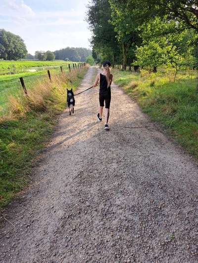 Fake News in der Hundewelt-Beitrag-Bild